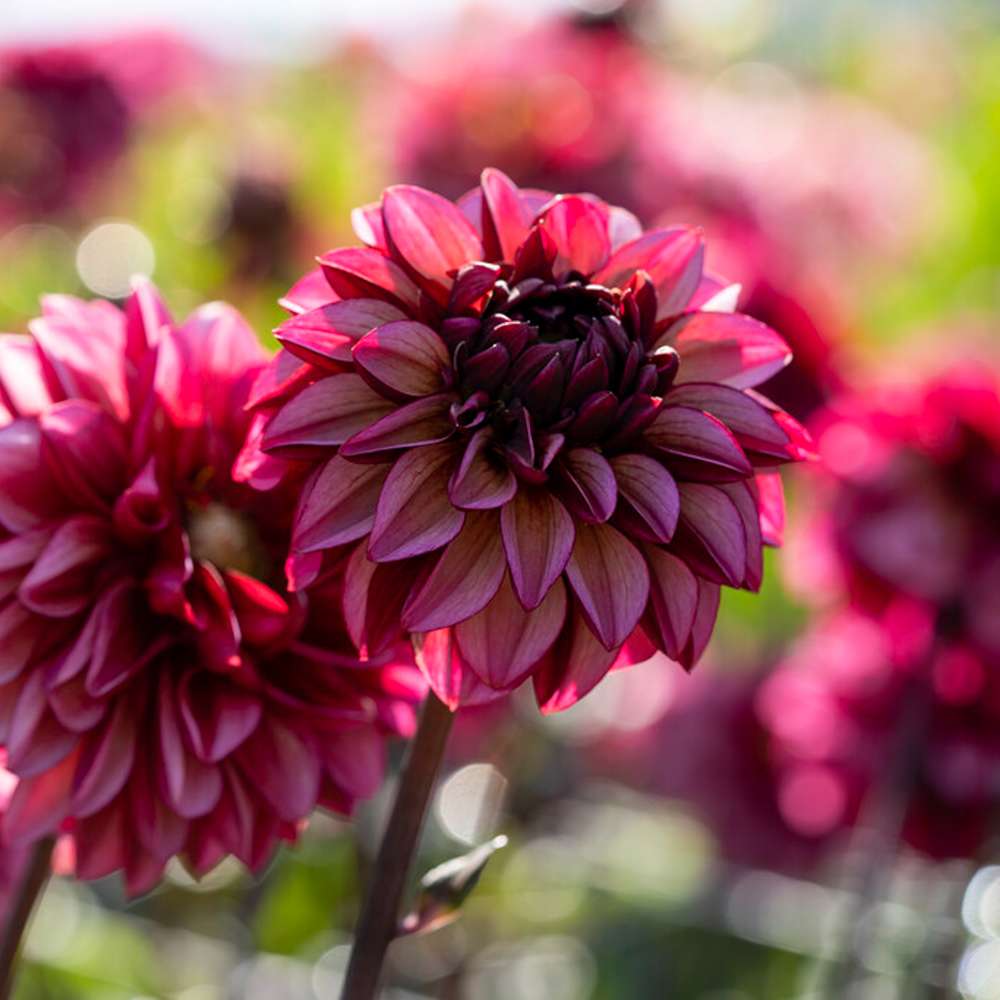 Dahlia 'Senior’s Hope'